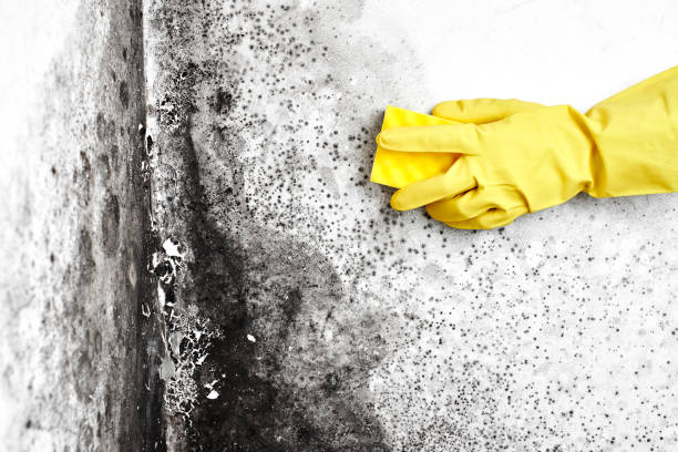 Best Residential Mold Remediation in Neenah, WI