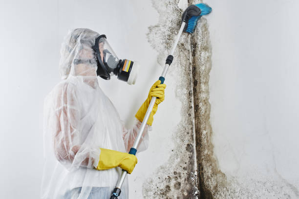 Best White Mold Remediation in Neenah, WI