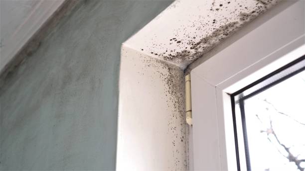Best Crawl Space Mold Remediation in Neenah, WI
