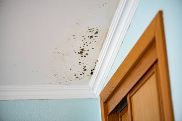 Best Mold Testing and Inspection Services in Neenah, WI