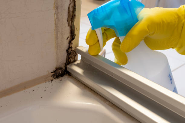 Professional Mold Remediation in Neenah, WI