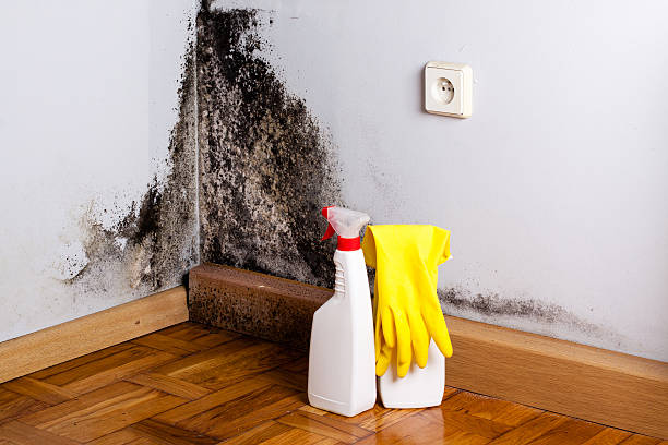 Best Insurance-Related Mold Remediation in Neenah, WI