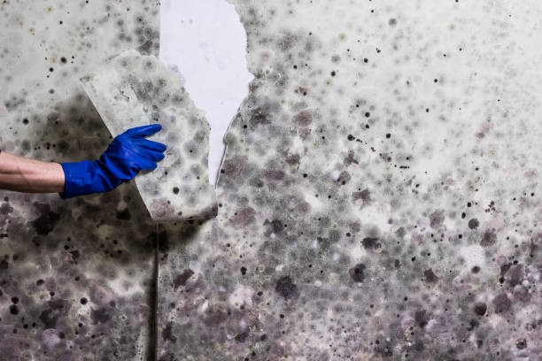 Best Basement Mold Remediation in Neenah, WI